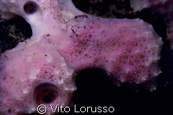 Corals - Dysidea avara by Vito Lorusso 